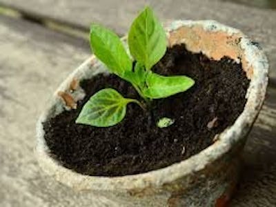 Automatic irrigation system