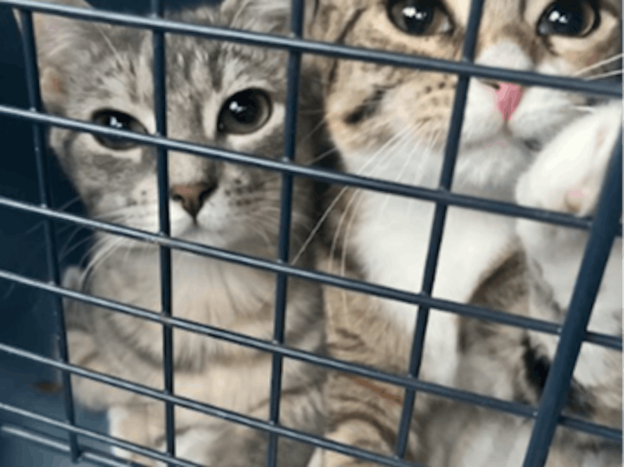 Litterbox detector