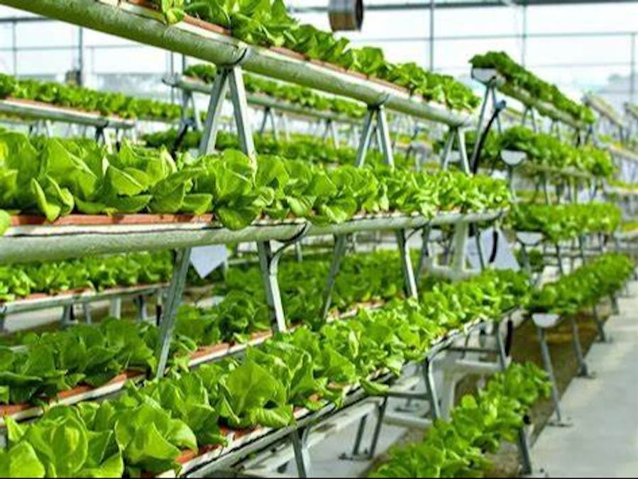 Automatic System for Urban Farming​