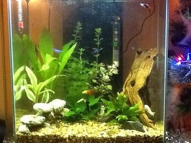 Aquarium Temperature Monitor