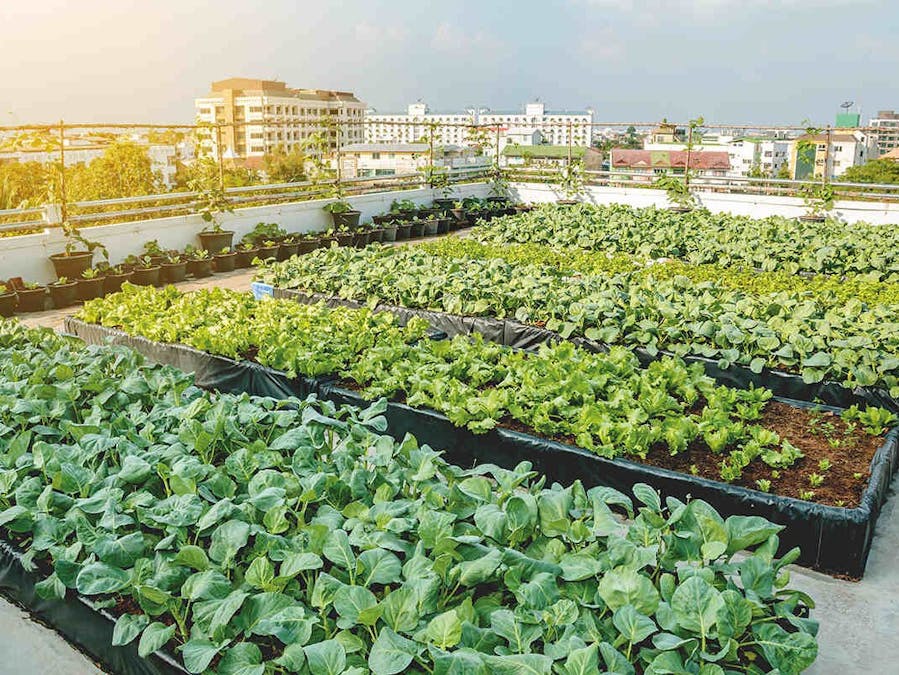 SimplyPlant - Data reader for urban farming