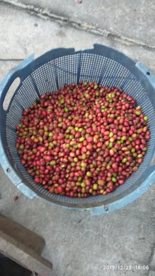 Coffee Fruits