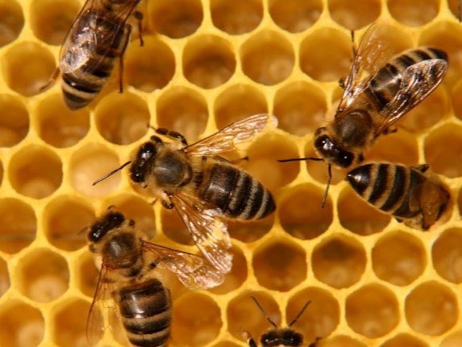 Open Ruche : A Connected Beehive for Smart Bee Monitoring