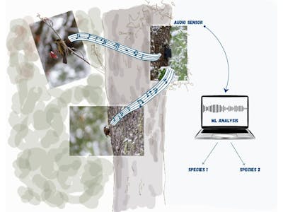 Bird detector: smart audio for real-time bird classification