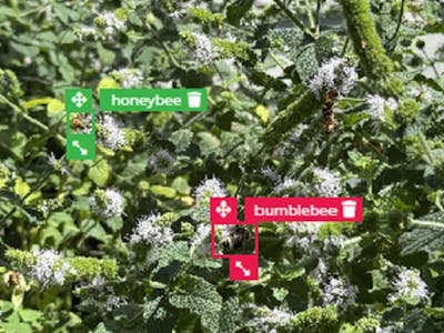 Pollinator Population Monitor