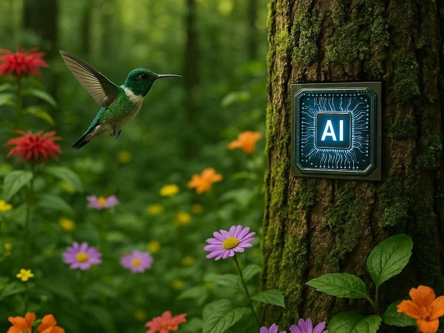 Colibry Forest Sentinel