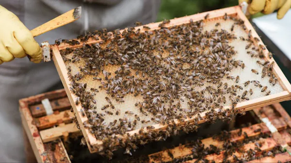 Pollen Patrollers Brings the Fight to Colony Collapse Disorder