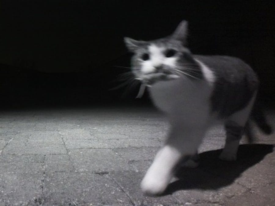 Cat flap AI Prey Detector