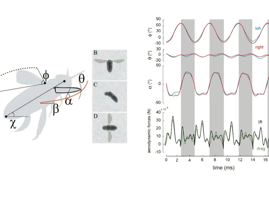 AeroBat: Bee-Inspired Personal Flight Platform