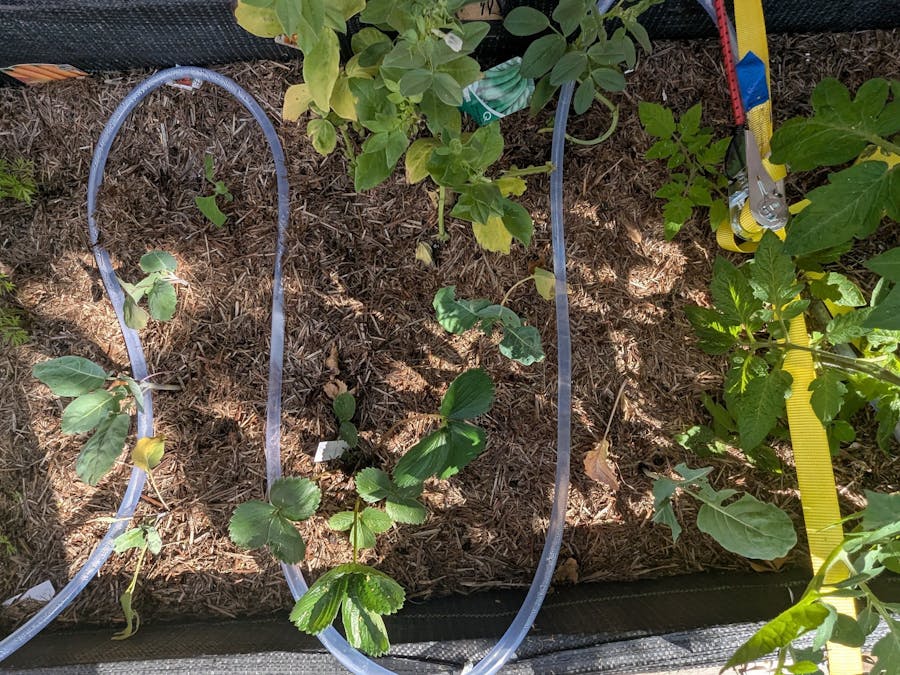 Solar-Powered Automatic Crop Irrigation