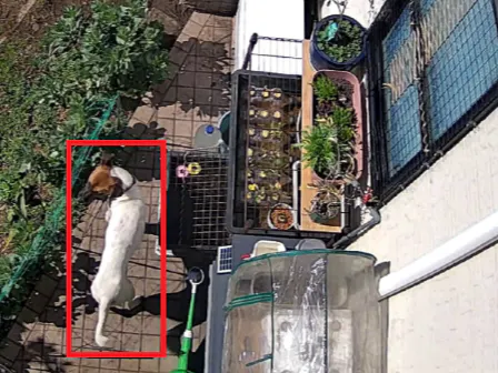 Smart Bird Watching with RTSP, AI(YOLOv8) and Telegram Bot