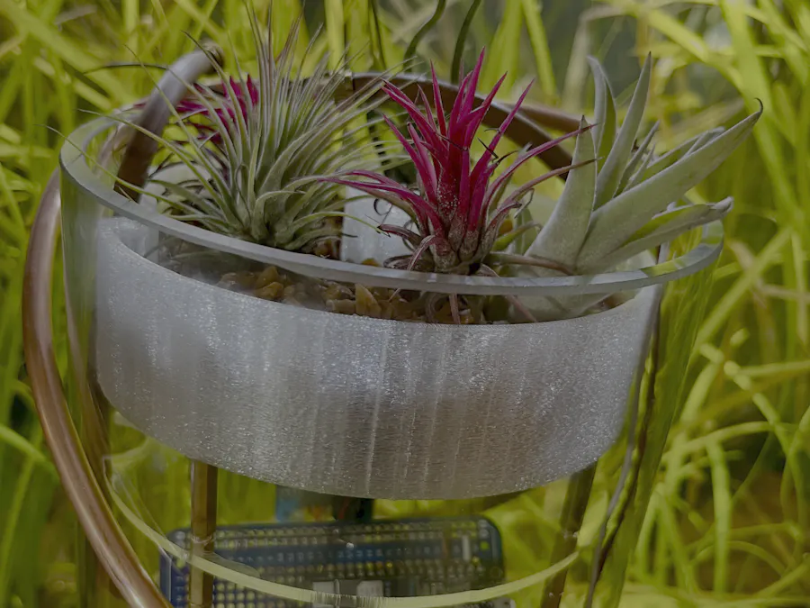 Smart Tillandsia Care: A Multi-Tiered Air Plant Sanctuary