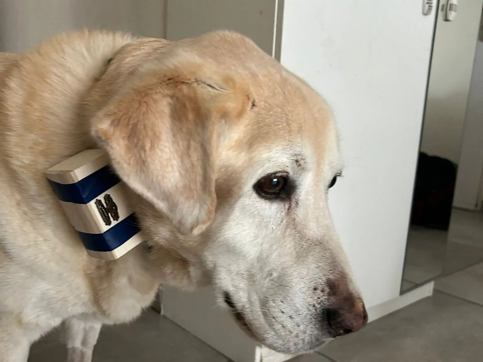 TailTrack - DIY WiFi Activity Monitor for Senior Dogs