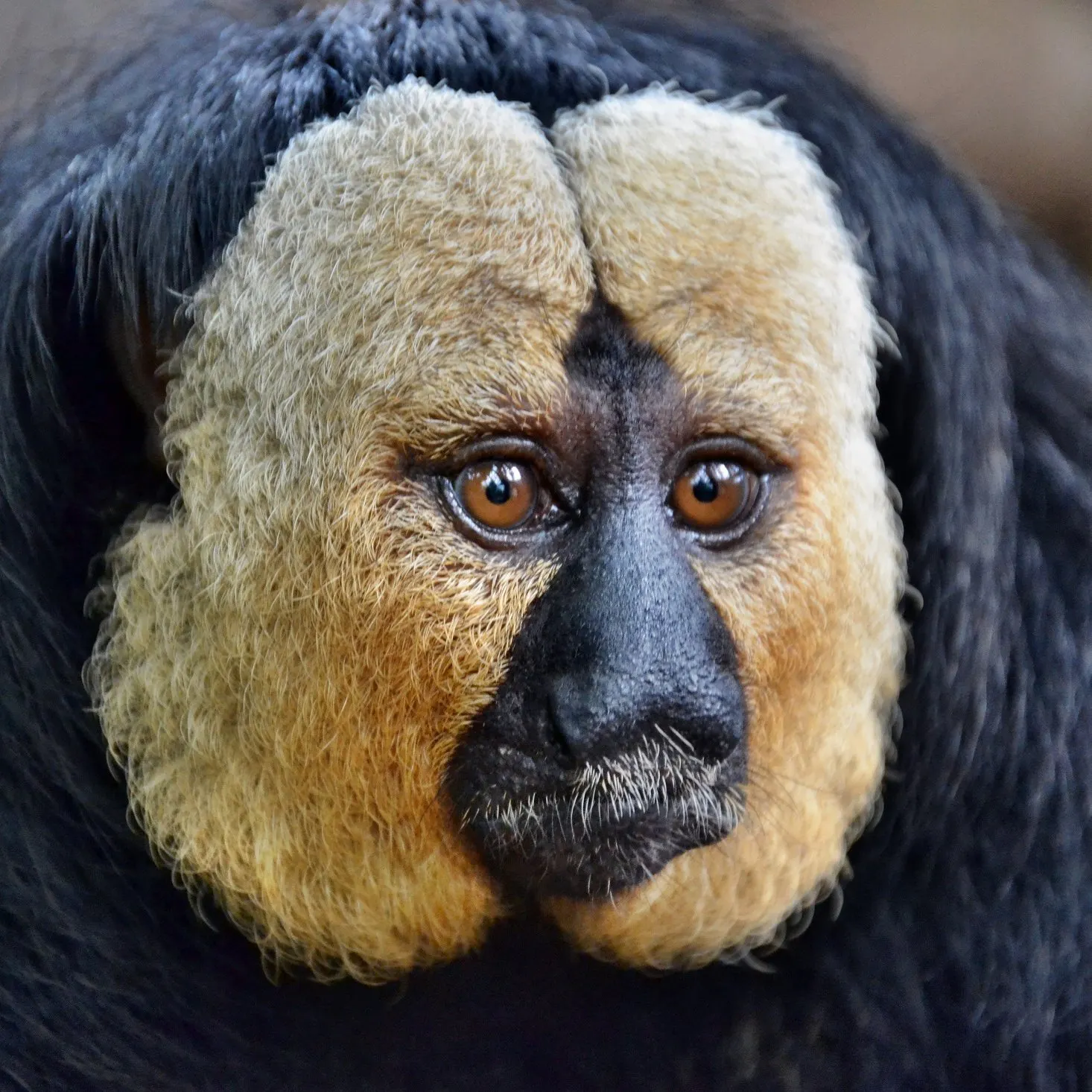 monkeypatcher