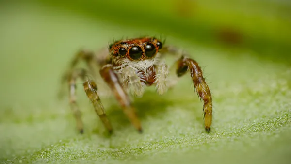 Bio-Inspired SpiderCam Delivers Sub-Watt 3D Mapping