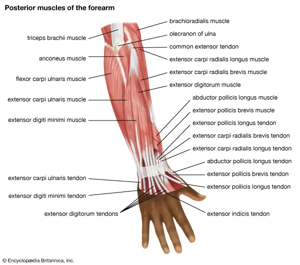 Arm muscles