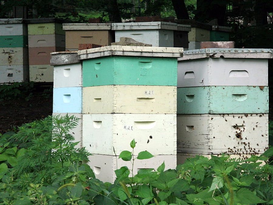 Bee hive remote monitor