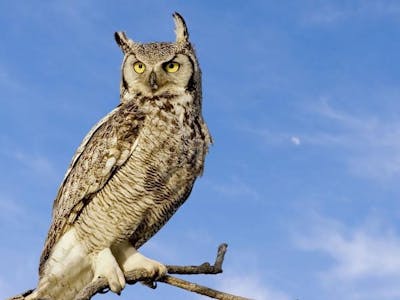 Project Owl