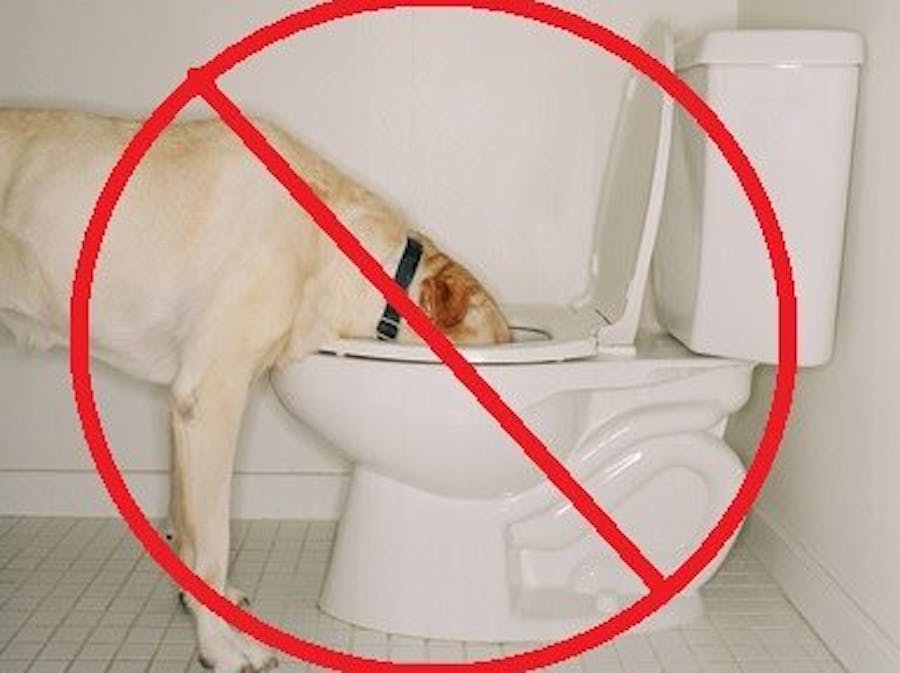 Toilet Water Protector