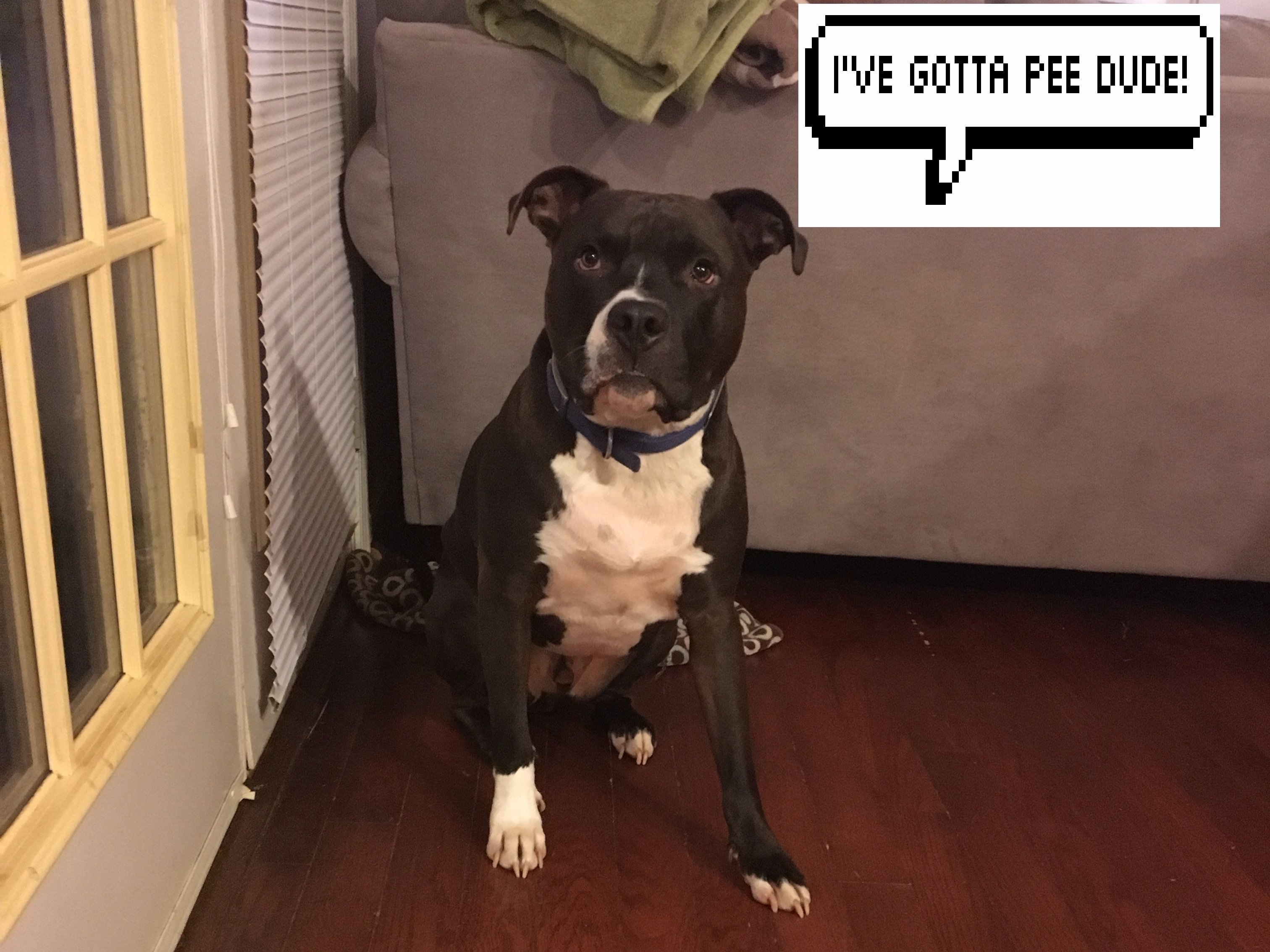 Time To Take The Dog Out Hackster.io