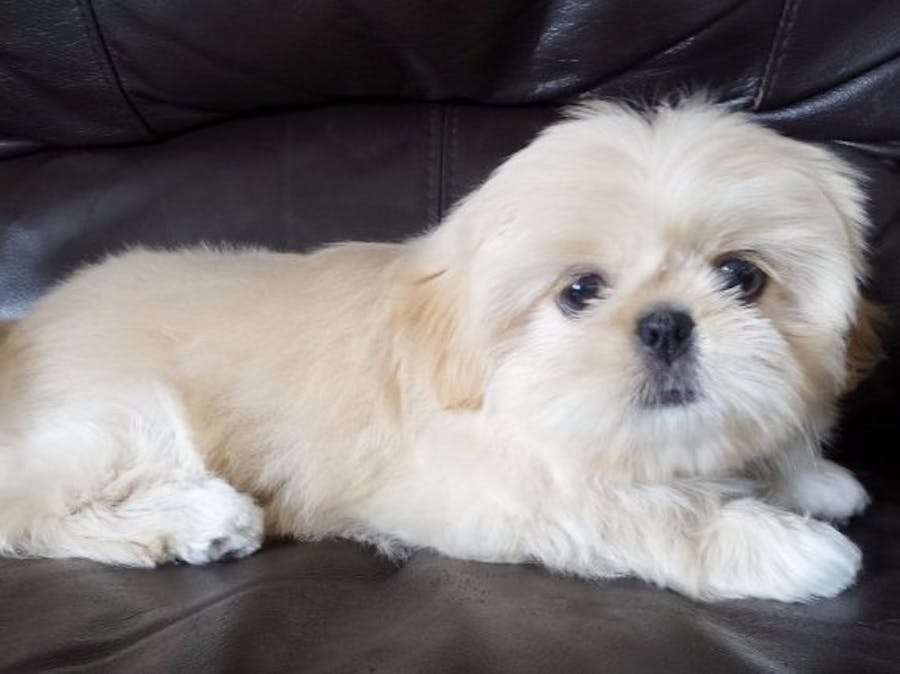 Satılık Pekingese Yavrusu