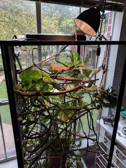 Chameleon cage