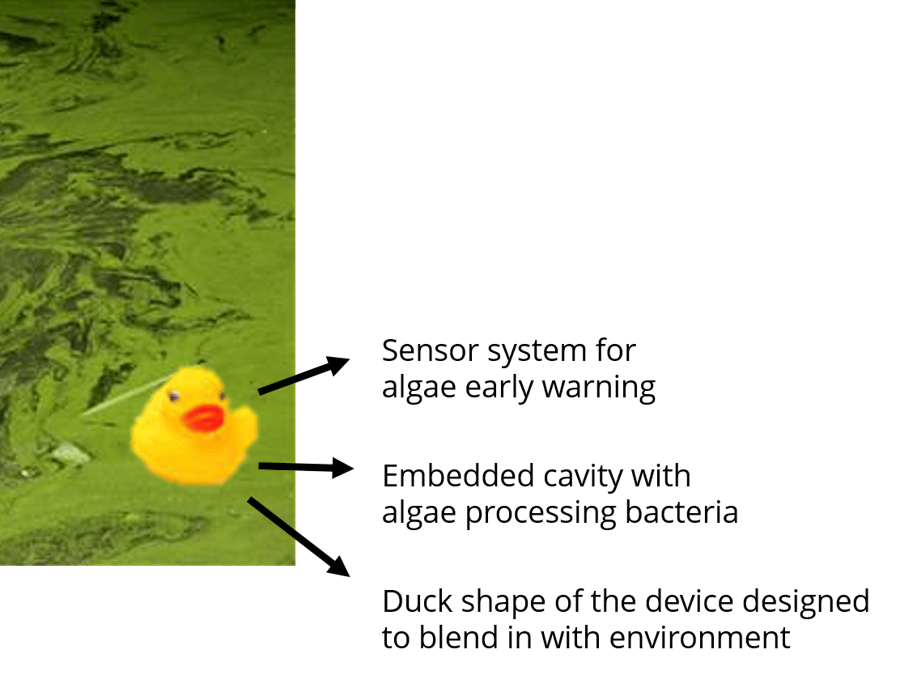 Algae duck