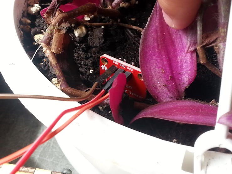 The soil moisture sensor while in the soil of the plant.