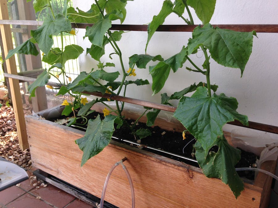 I Keep my Cucumber Growing Conditions Moist - Part 2