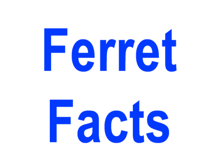 Ferret Facts