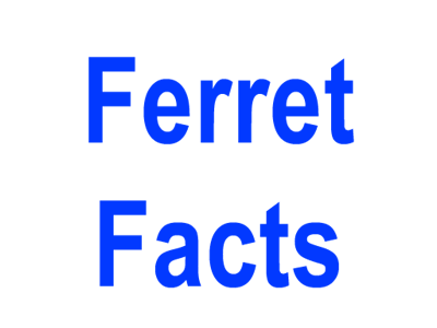 Ferret Facts