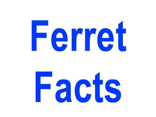 Ferret Facts