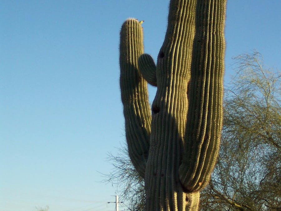 Fun Facts About Arizona