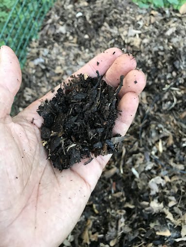 Compost from my bin