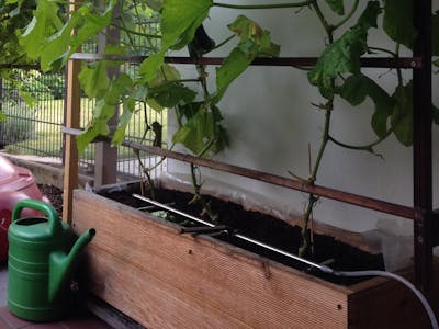 I Keep My Cucumber Growing Conditions Moist - Part 3