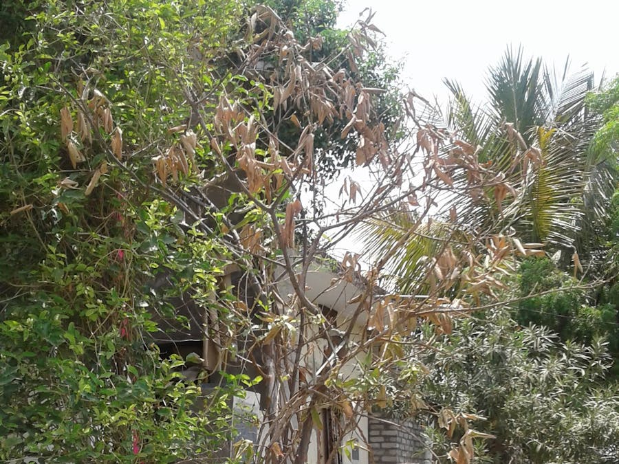 Arduino 101 Plants and Trees protector from starving