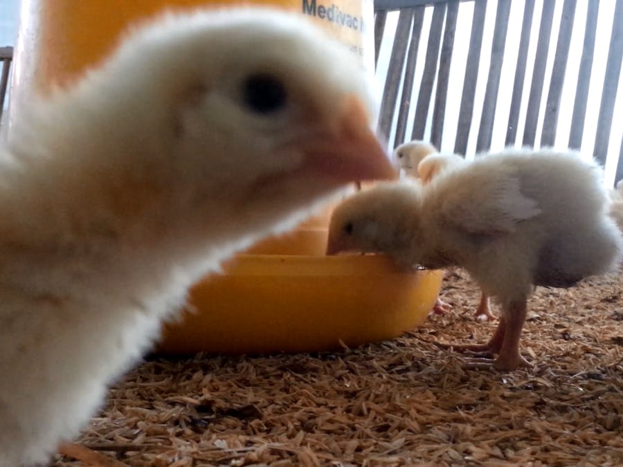 Kacer (Kandang Cerdas)