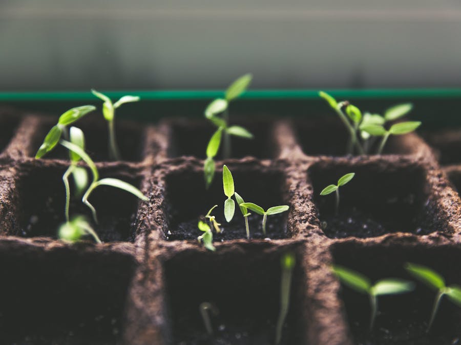 Soil Moisture Sensor With LCD Display