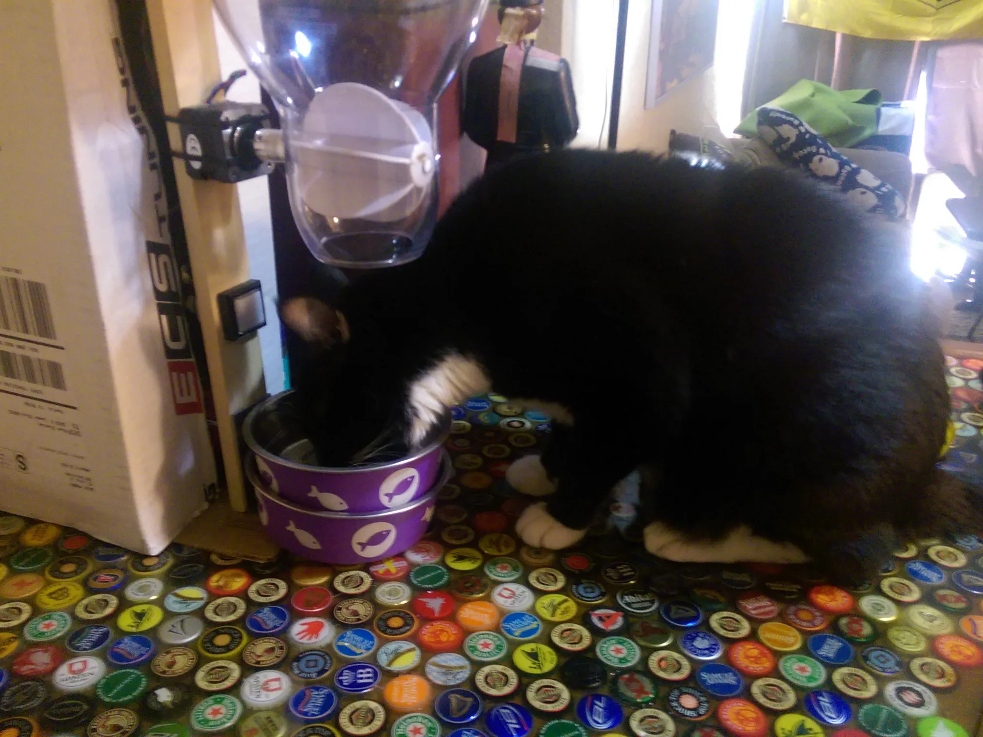12 Hour Cat Feeder Hackster Io