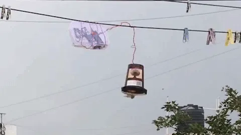 automatic pigeon feeder with timer