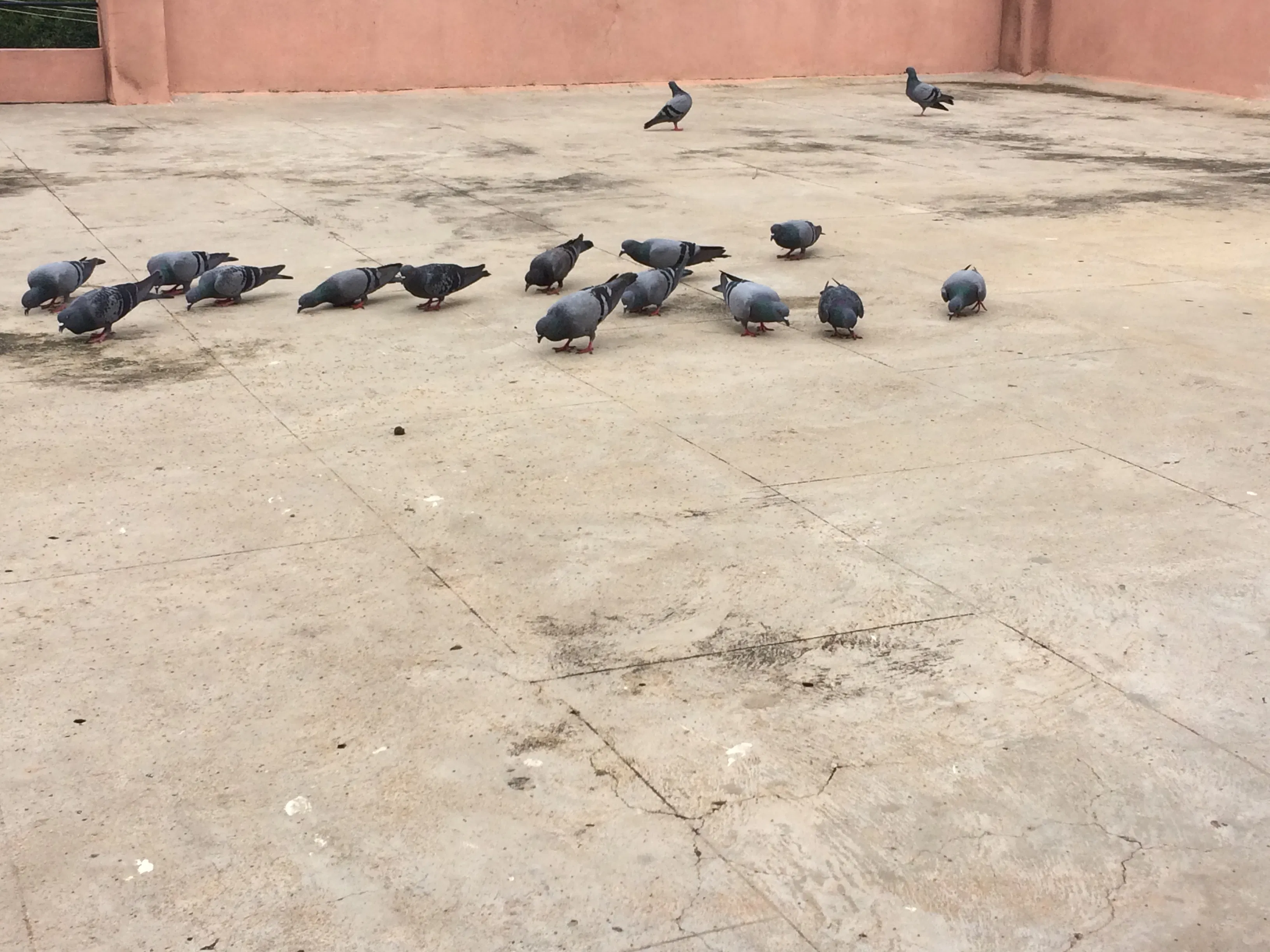 automatic pigeon feeder with timer