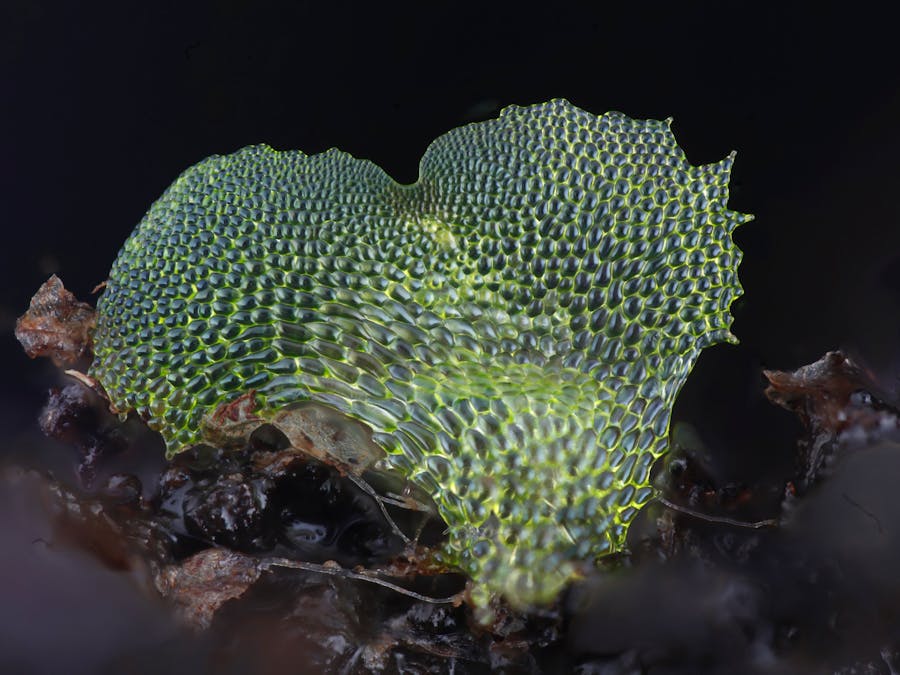 Focus Stacking System For Gametophyte Ferns
