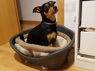 Smart Dog Bed