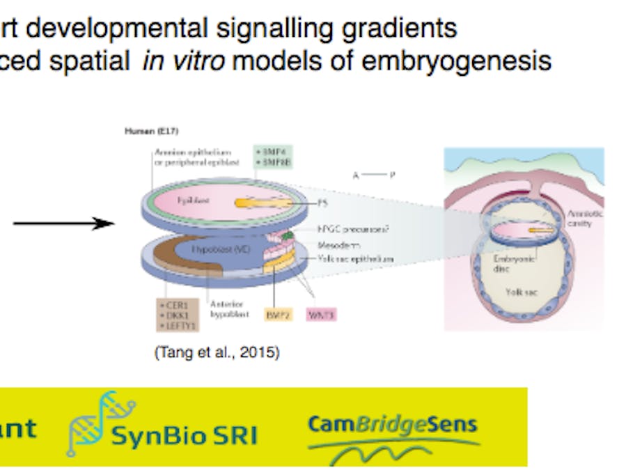 Using stem cells to sense and report developmental gradients