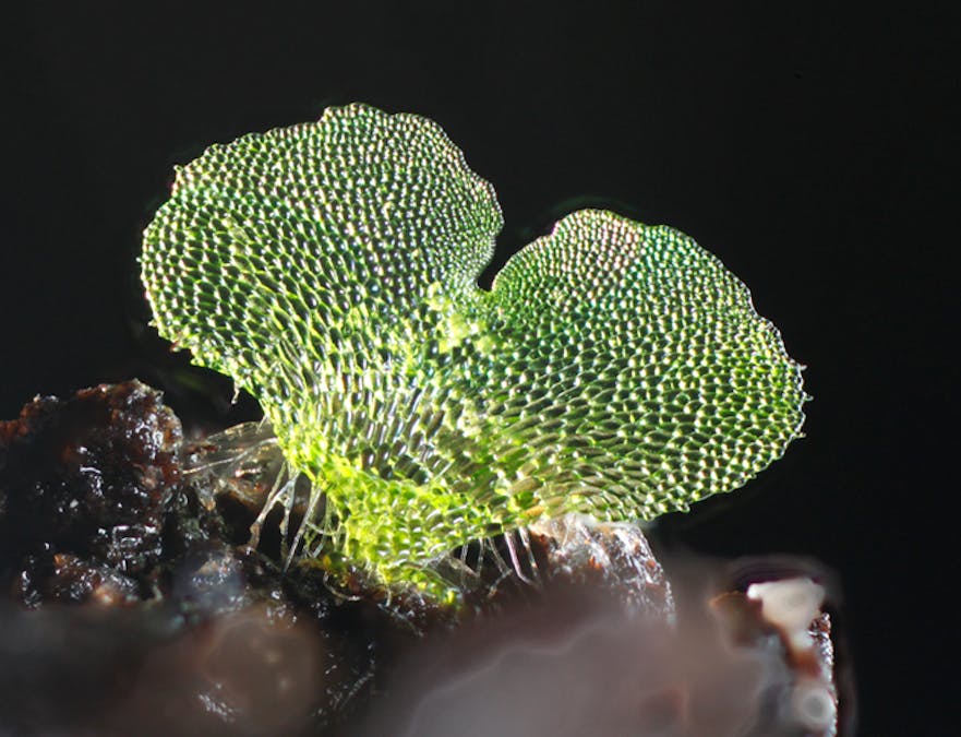 Focus Stacking Fern Gametophytes Using A Flatbed Scanner