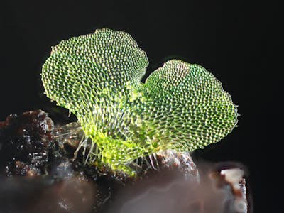 Focus Stacking Fern Gametophytes Using A Flatbed Scanner