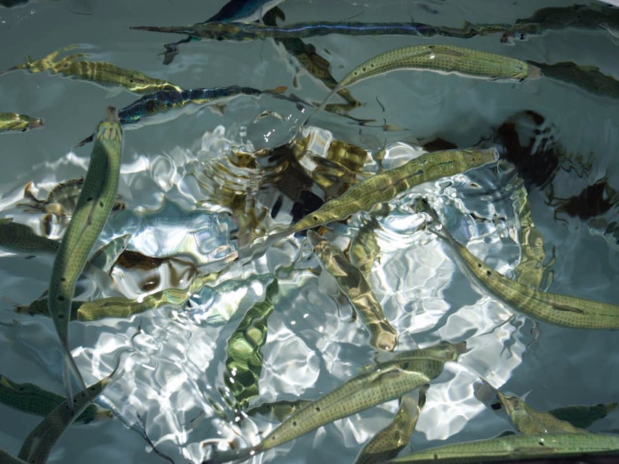 MEGR 3171 - Saltwater Pump Monitor