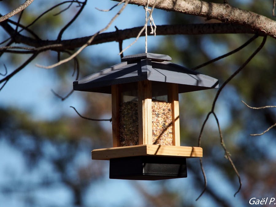 IoT Bird Feeder with Sigfox and Tweeter