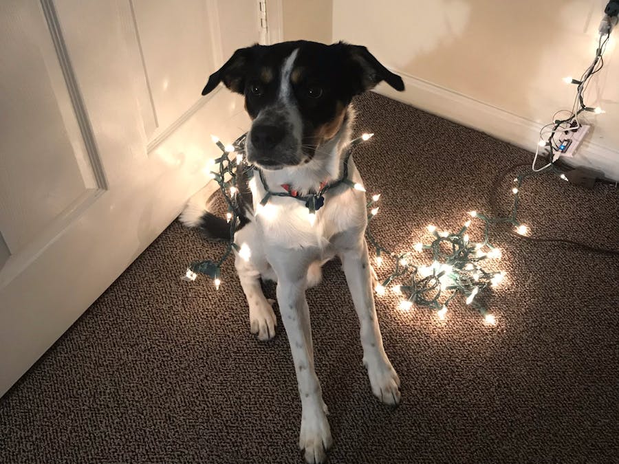 Christmas Lights Energy Savings