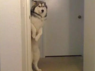 Intruder Alert System